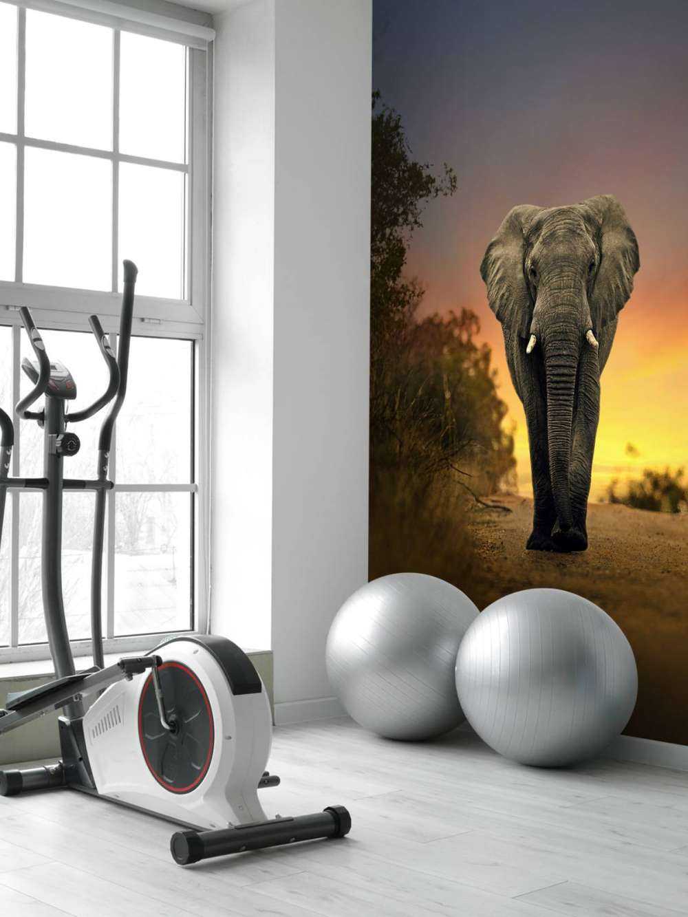 Elefante al tramonto