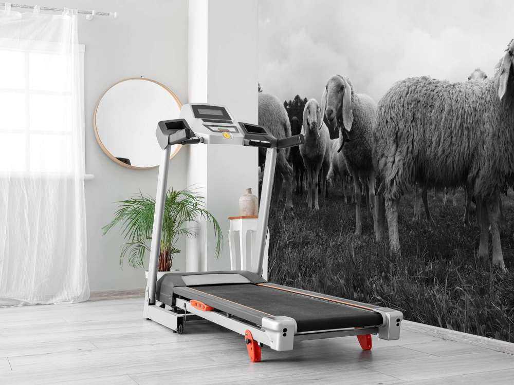 Gregge di pecore in bianco e nero