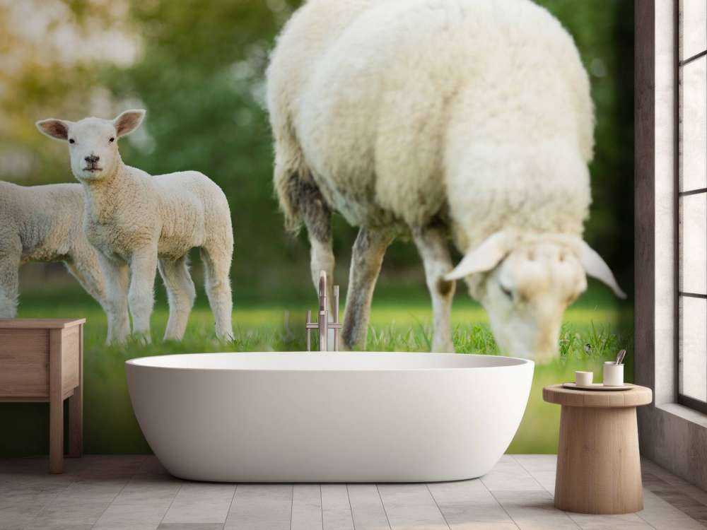 Madre pecora con agnelli