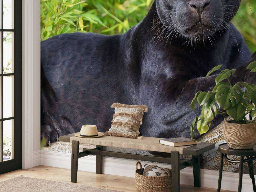 Pantera nera su un albero