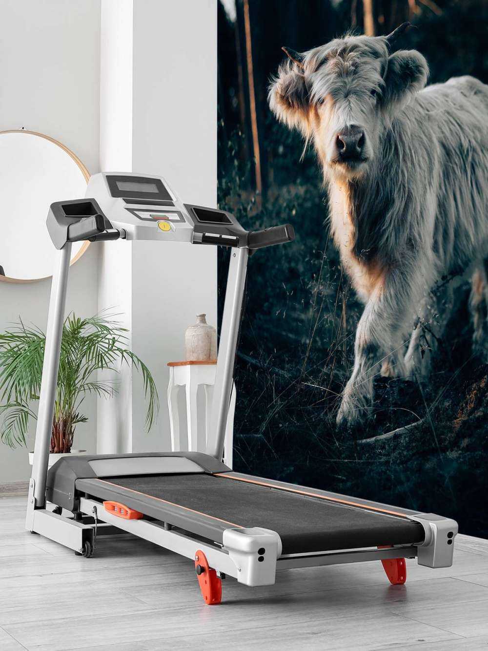 Cucciolo di Highlander scozzese