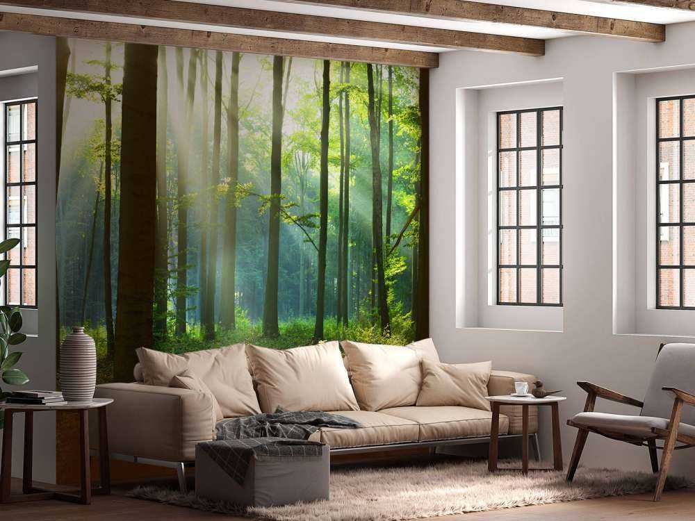 Mattina nella foresta