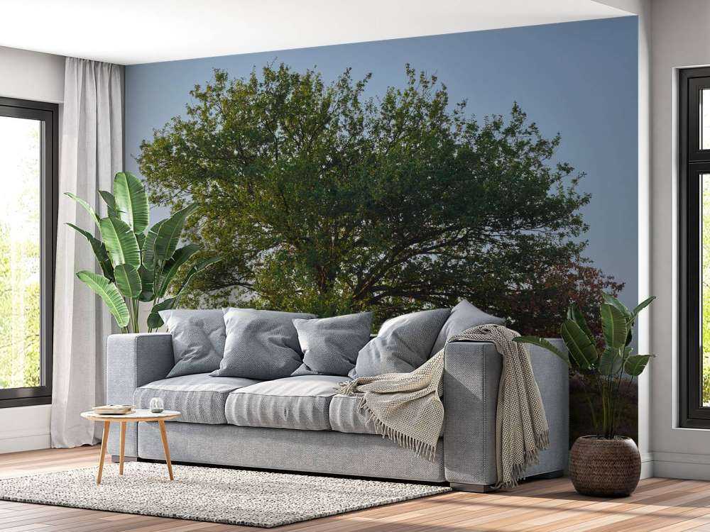 Albero solitario sulla brughiera