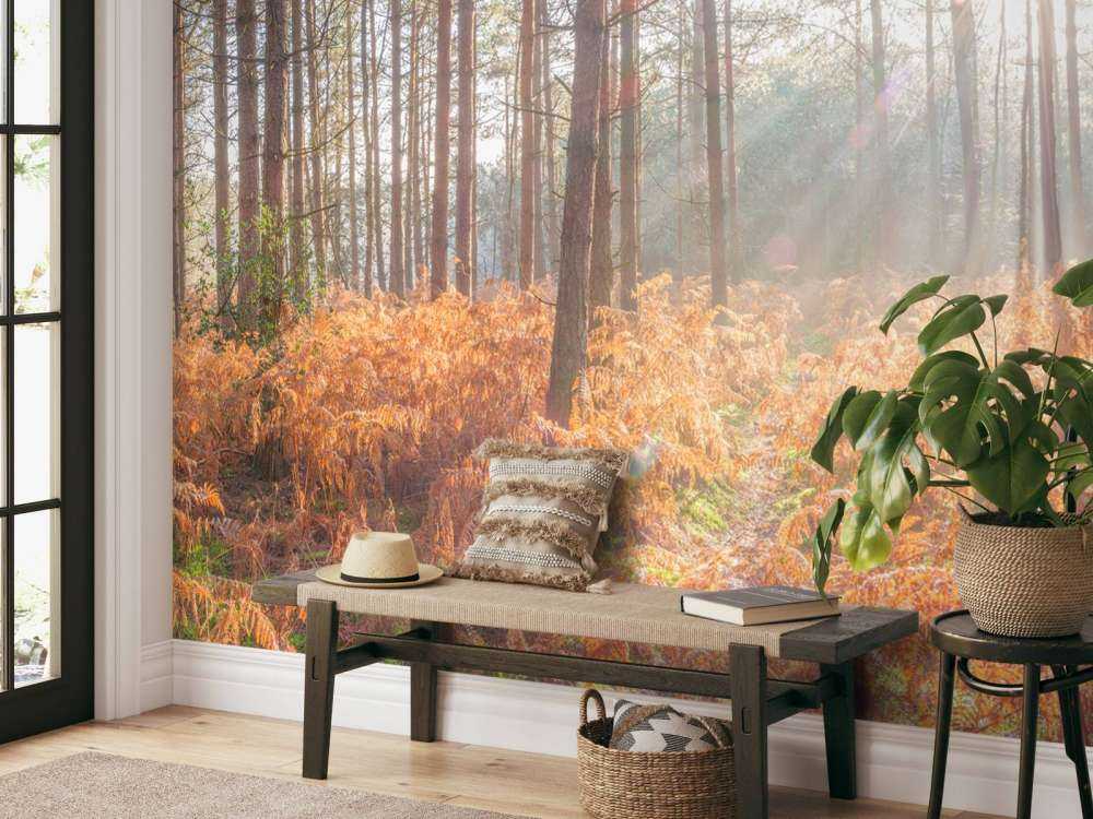 Raggi di sole attraverso la foresta