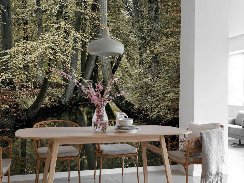 Ruscello con alberi sospesi