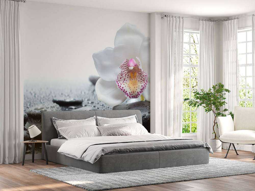 Orchidea bianca