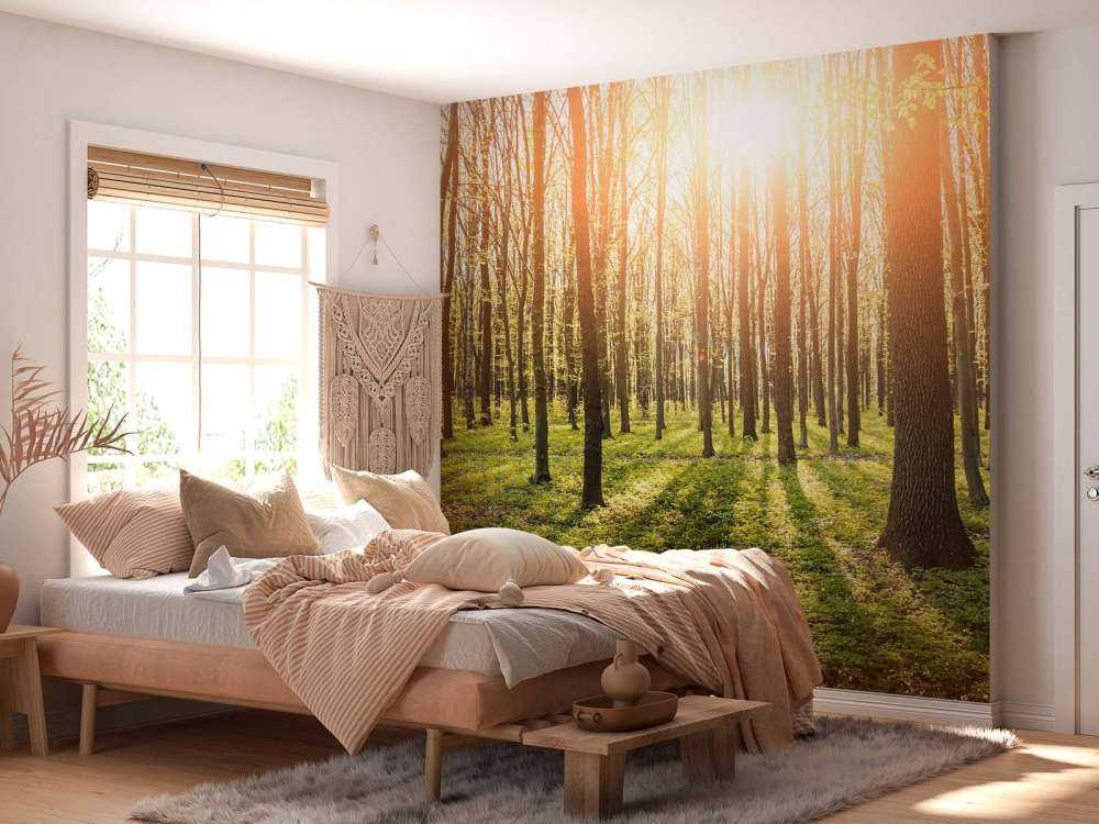 Sole serale in un bosco