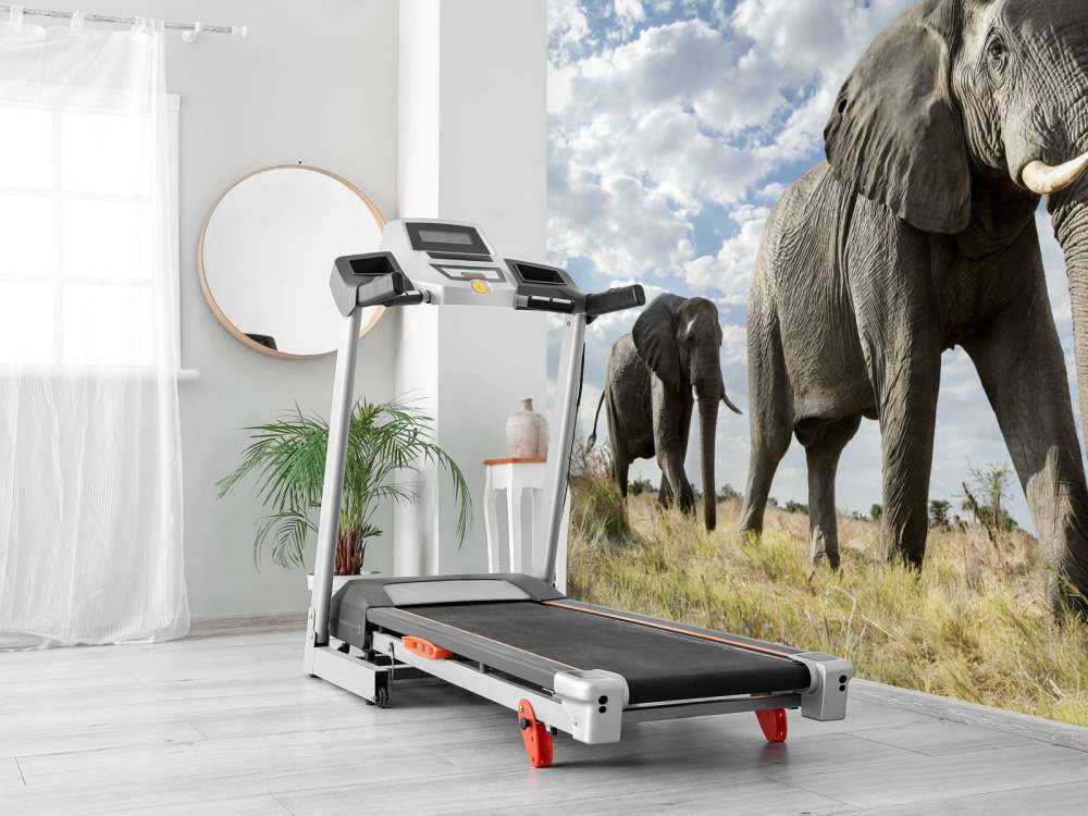 Elefanti di passaggio