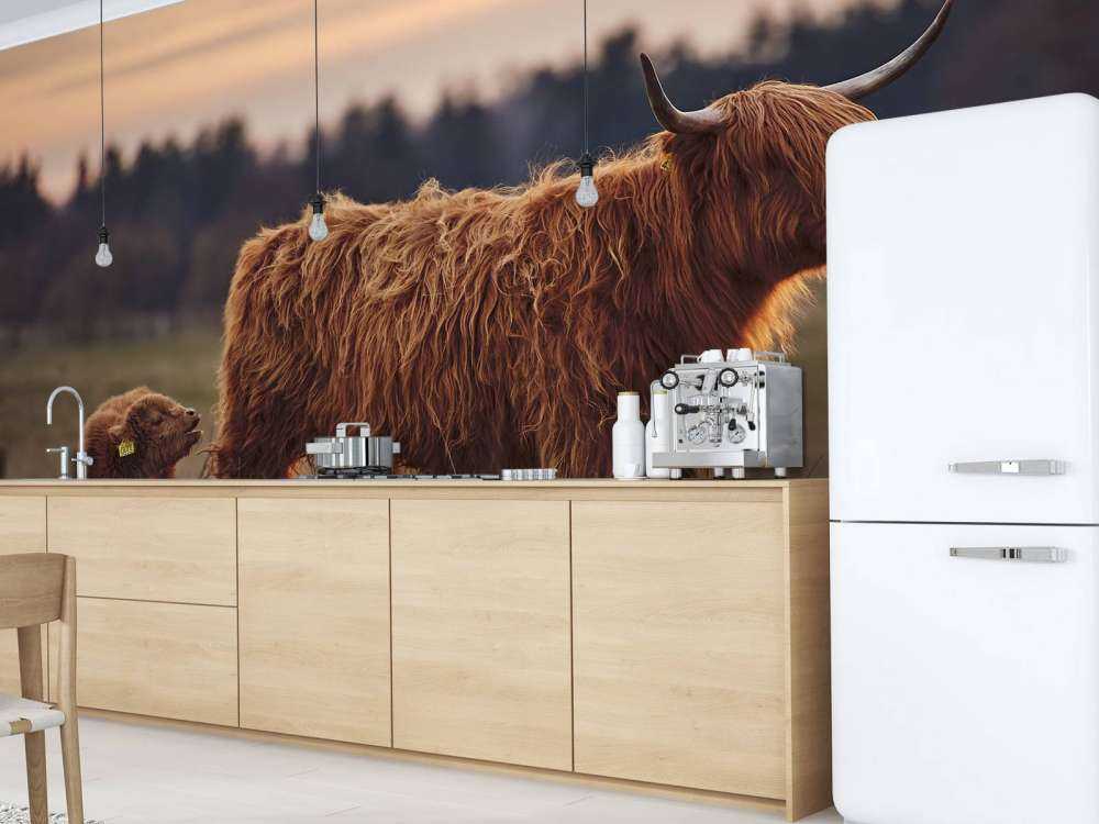 Highlanders scozzesi nel prato