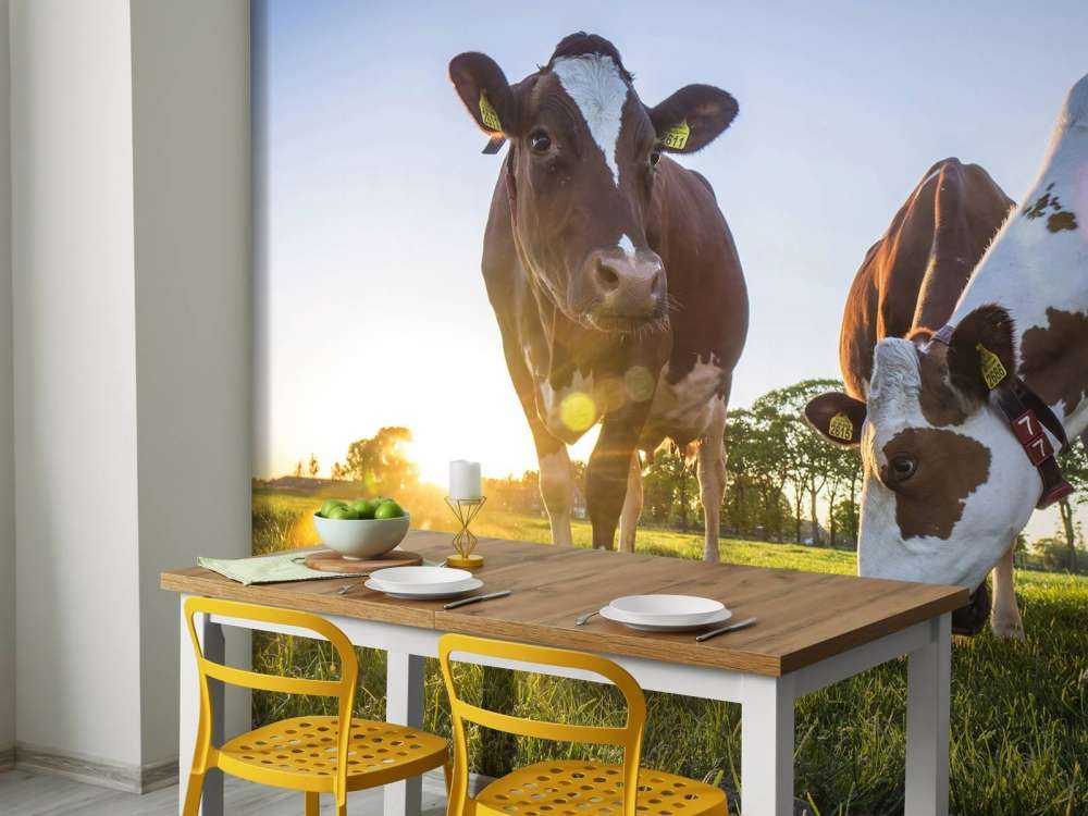 Carta da parati per mucche