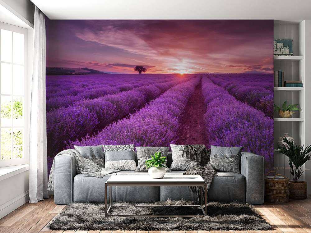 Grande campo pieno di lavanda