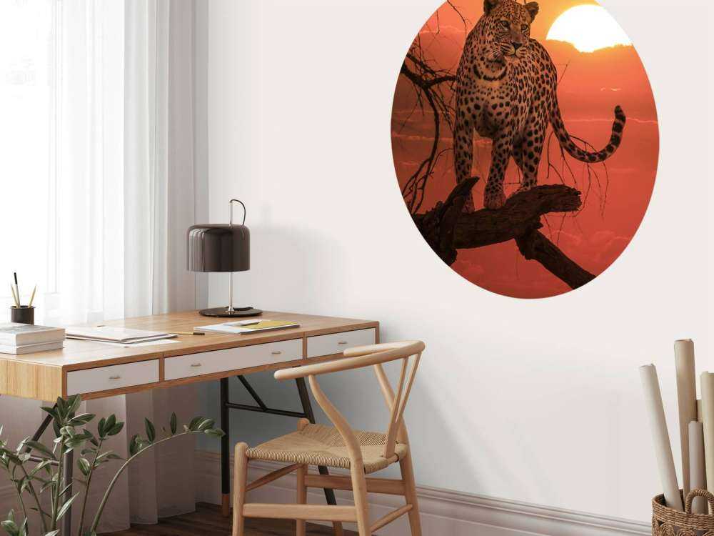 Leopardo con sole al tramonto