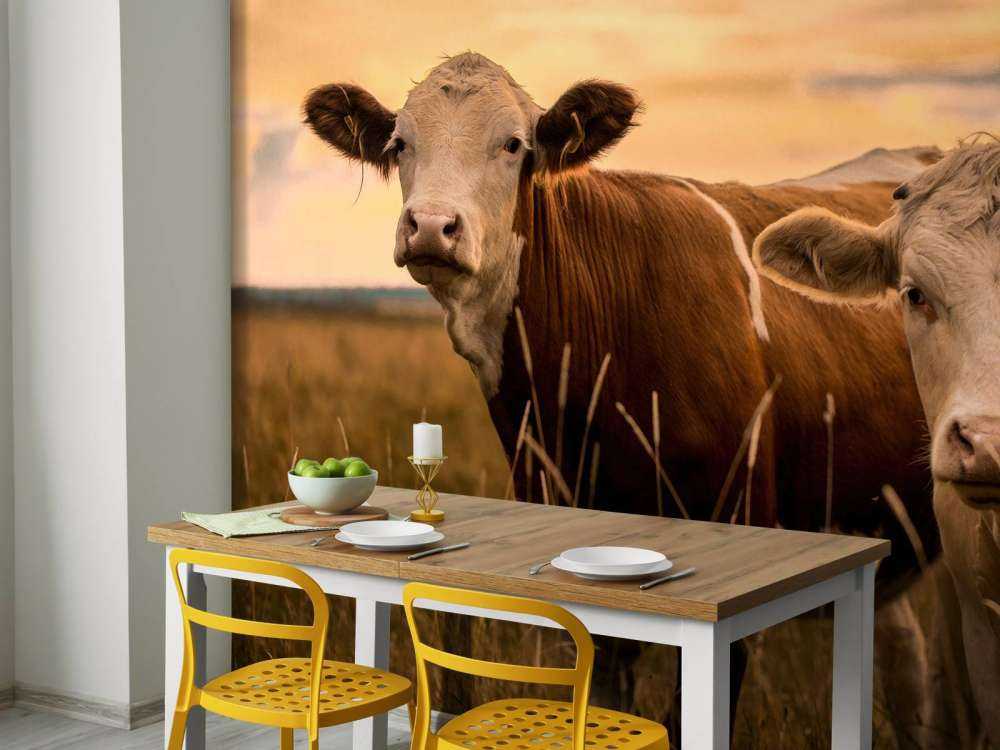 Mucche al sole della sera