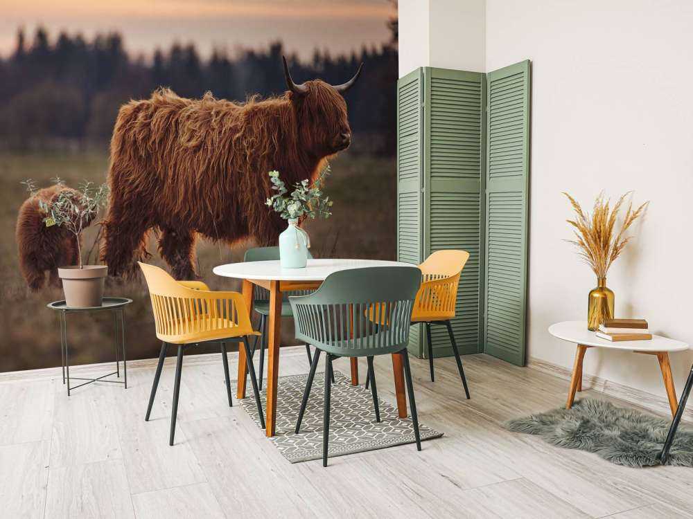 Highlanders scozzesi nel prato