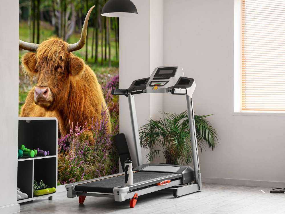 Highlander scozzese tra l'erica viola