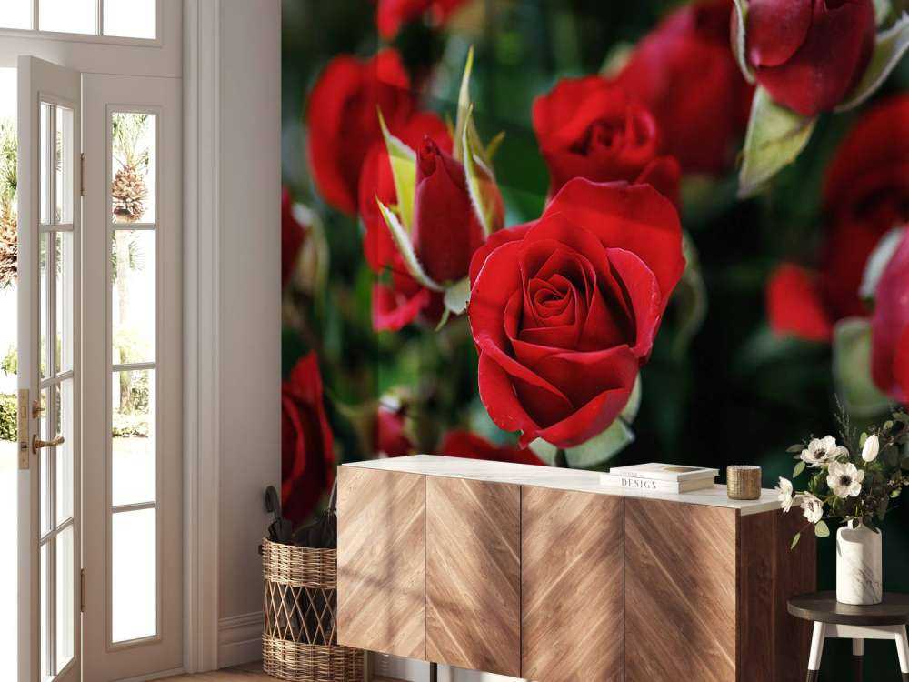 Cespuglio di rose rosse