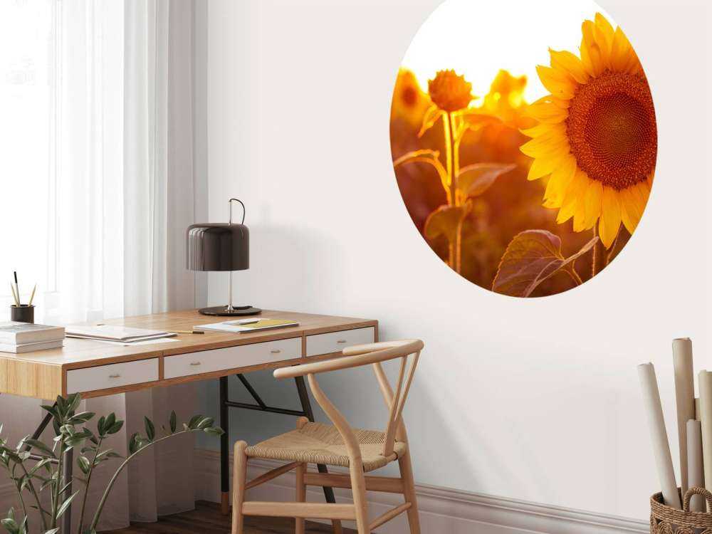 Campo di girasole caldo