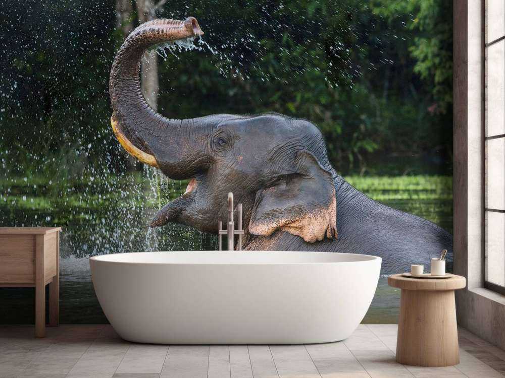 Elefante in acqua