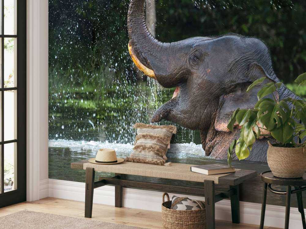 Elefante in acqua