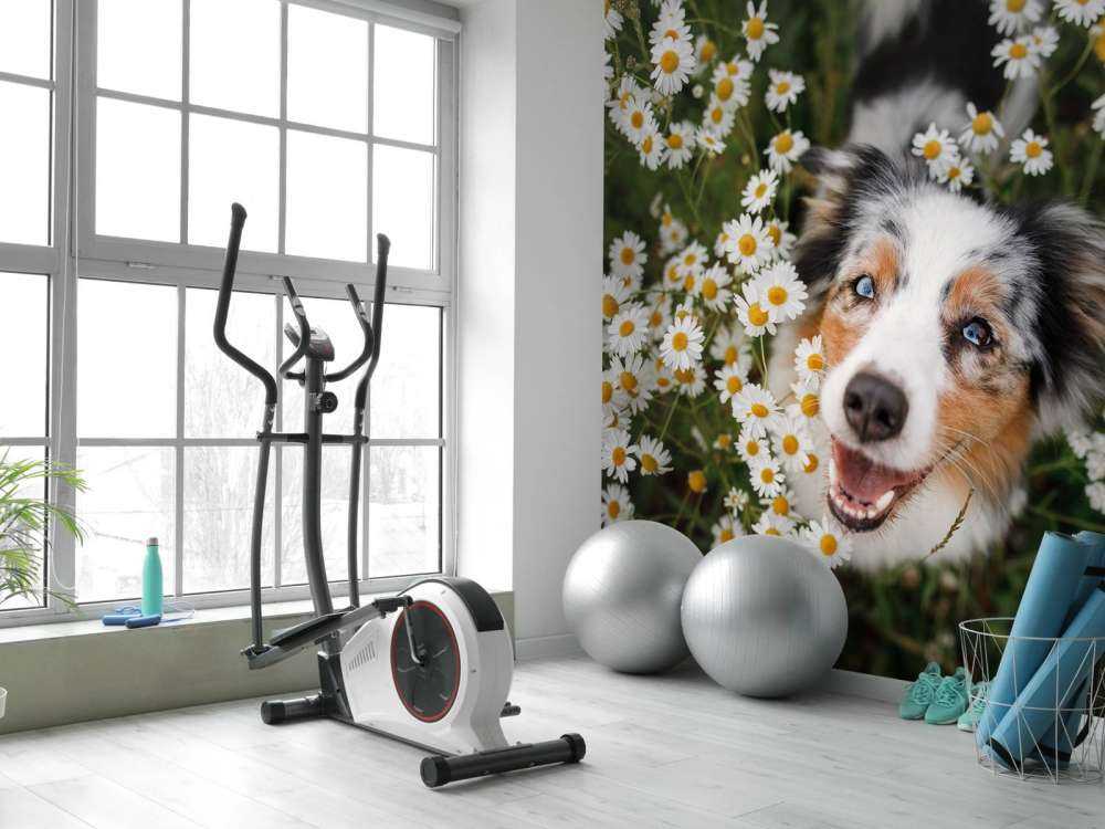 Pastore australiano tra i fiori