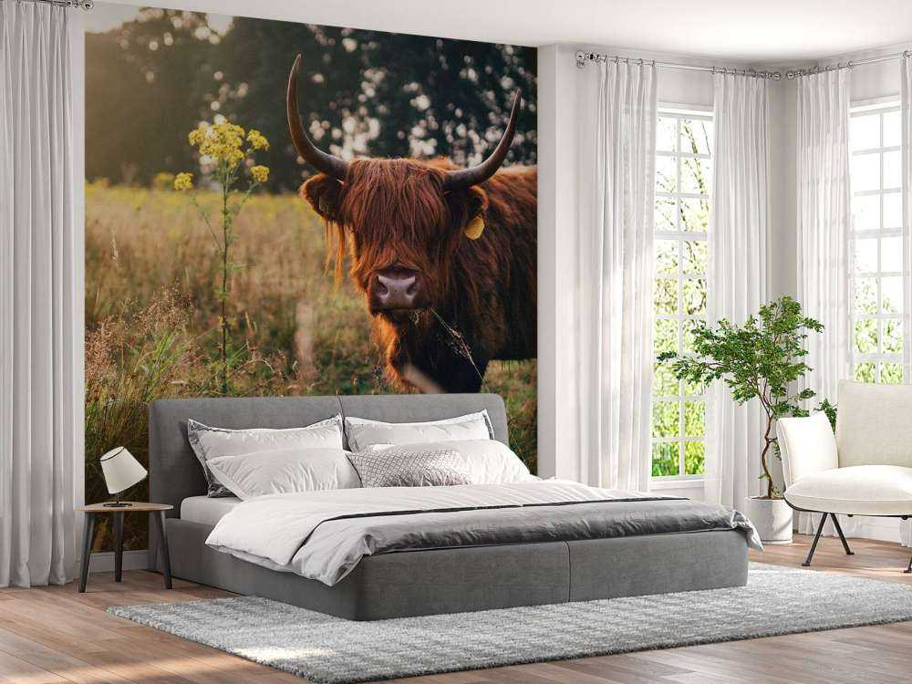 Highlander scozzese nell'erba alta