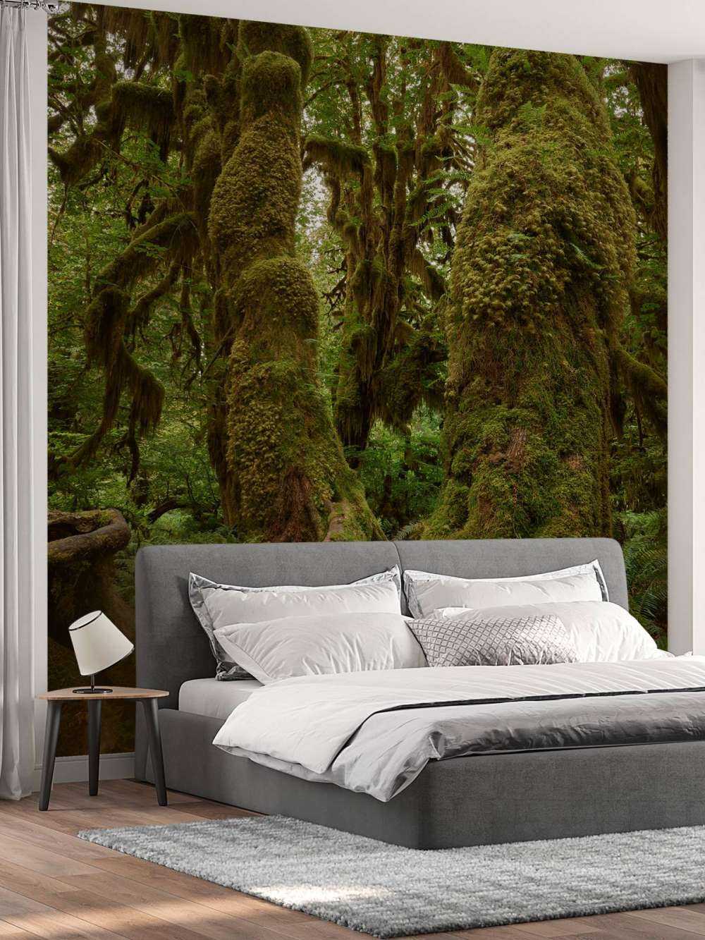 Alberi in una foresta pluviale