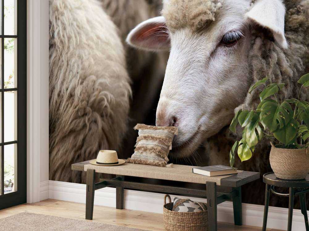 Pecora in primo piano