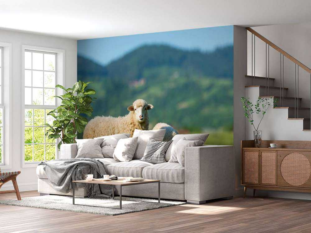 Due pecore al pascolo