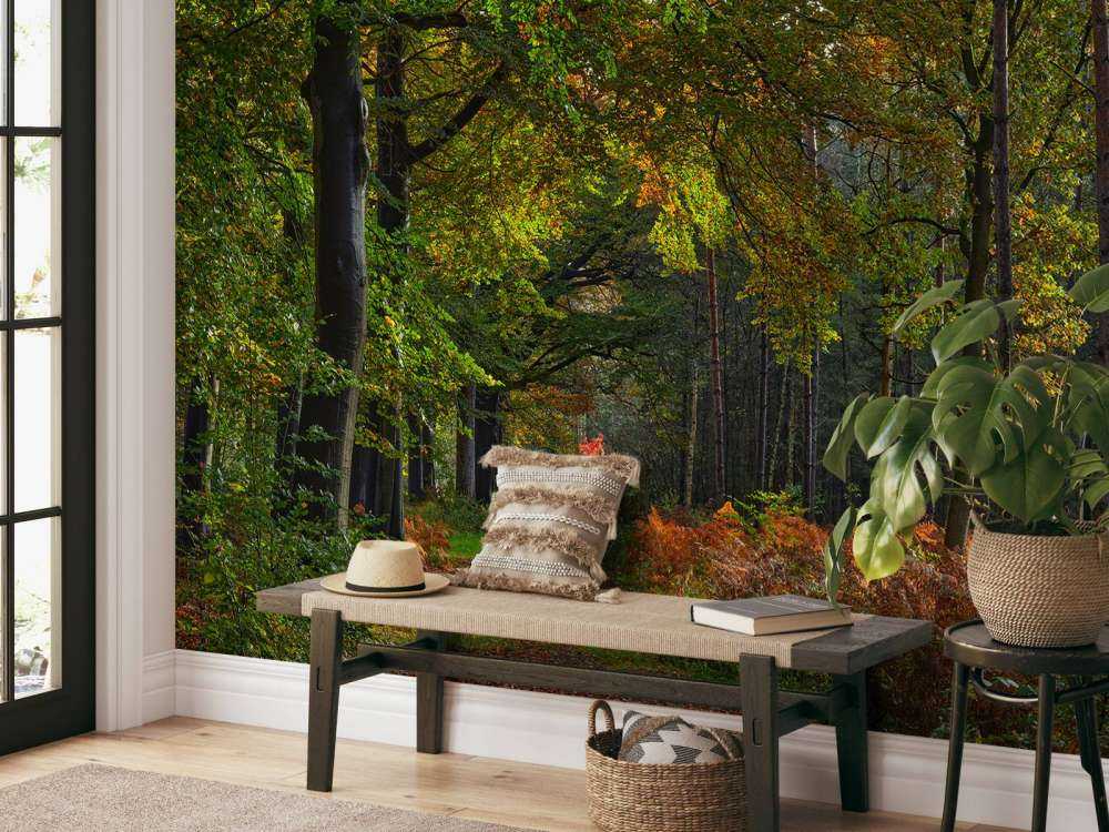 Sentiero con foglie attraverso la foresta