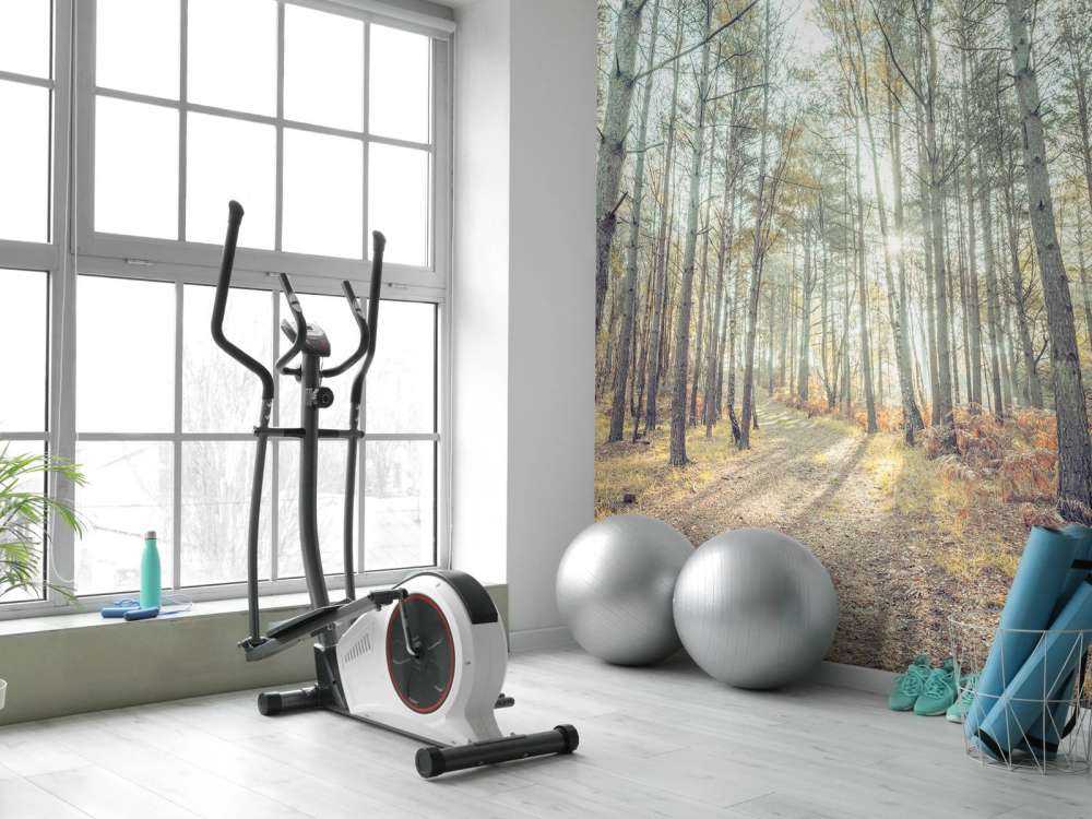 Sentiero attraverso il bosco soleggiato