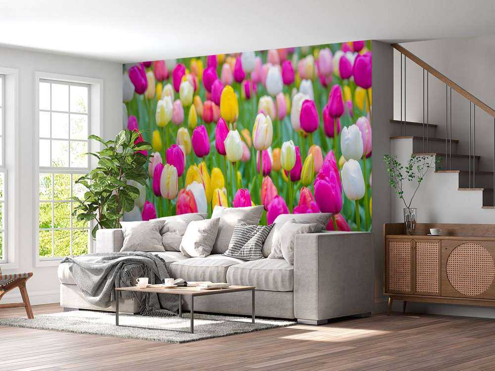 Tulipani colorati in un campo