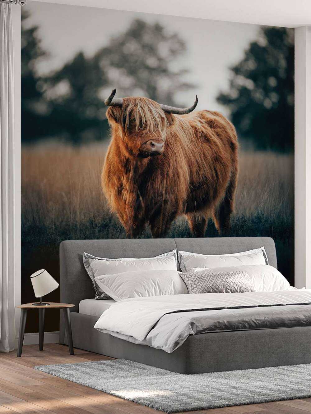 Ritratto di bovini delle Highland