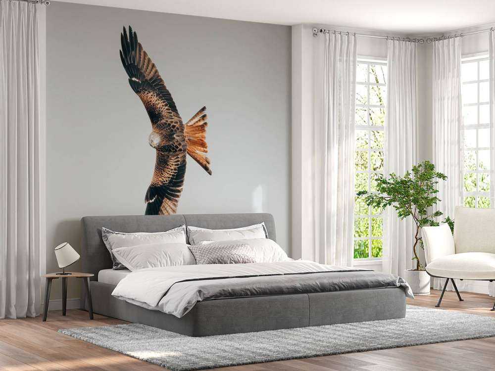 Nibbio rosso ad ali spiegate