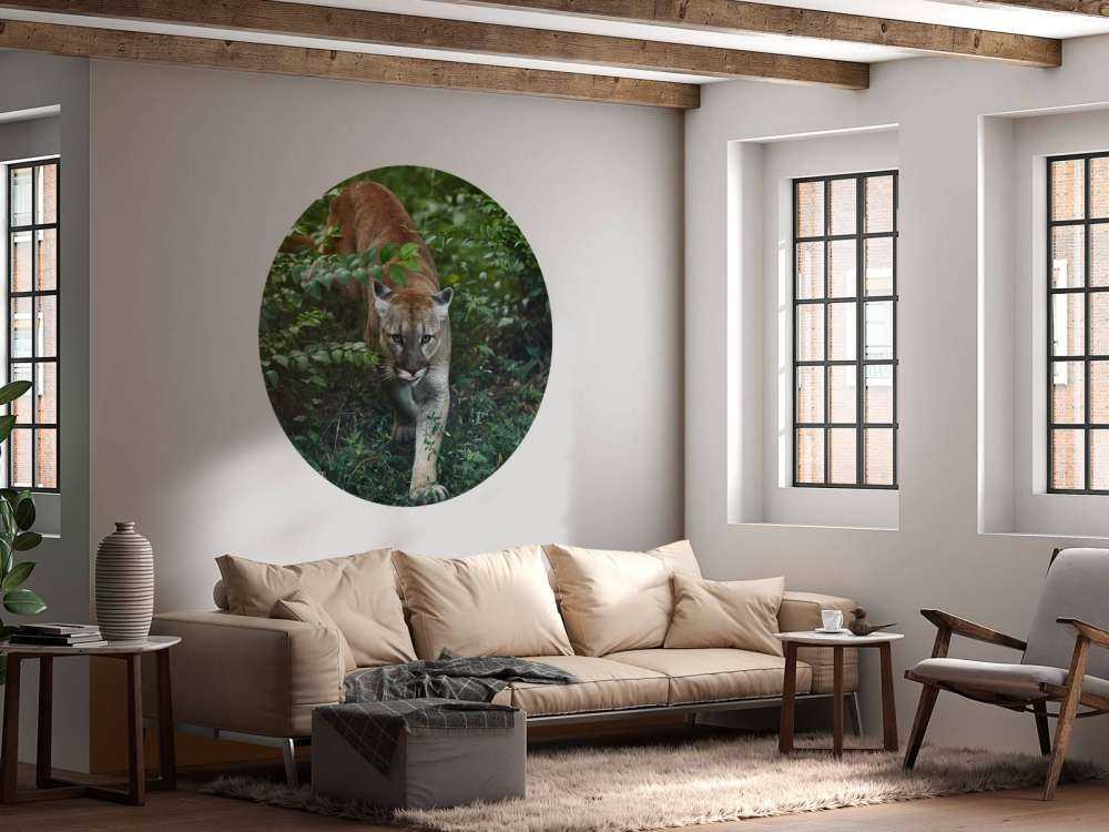 Leone di montagna furtivo