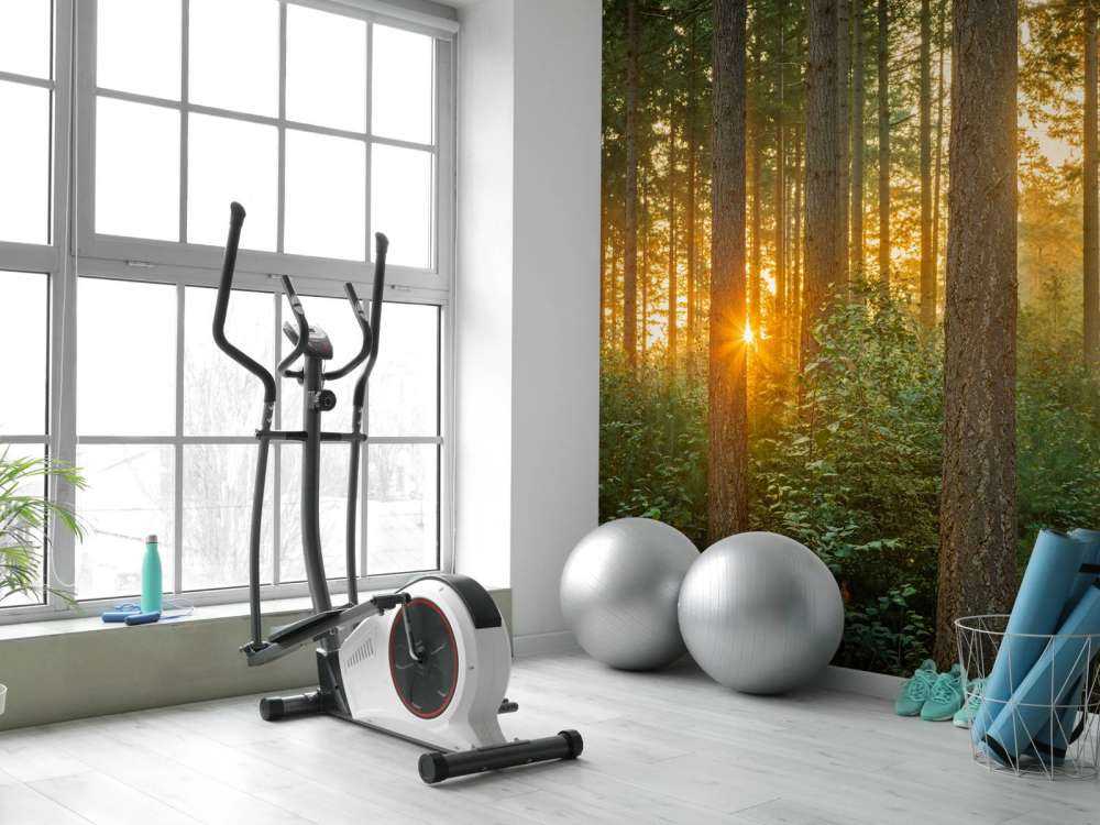 Raggi di sole in una foresta di conifere