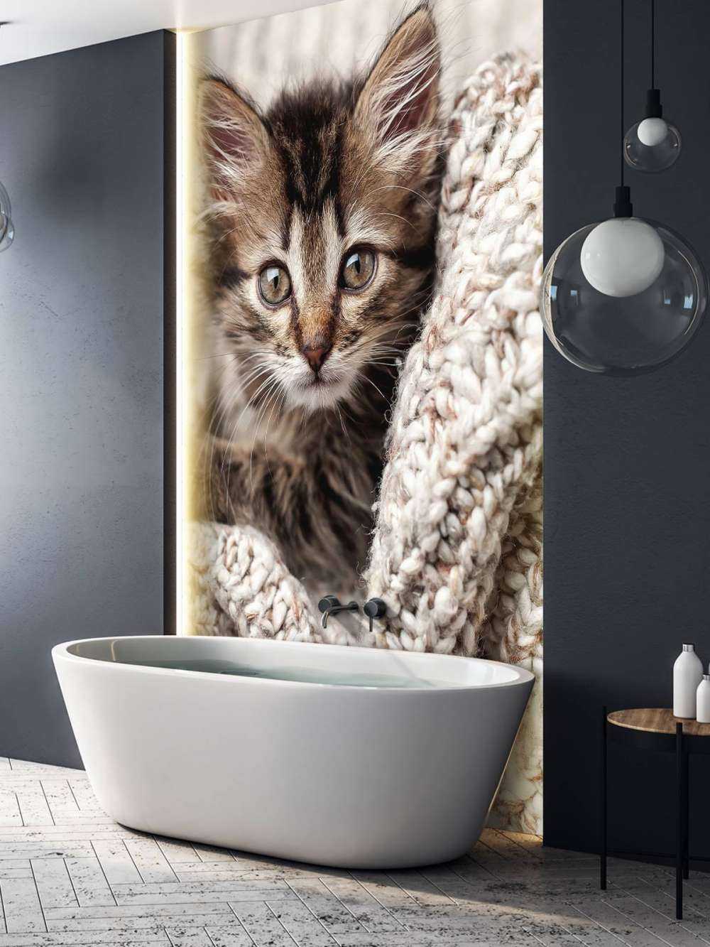 Gatto in una coperta