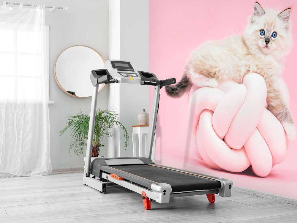 Gatto bianco su sfondo rosa