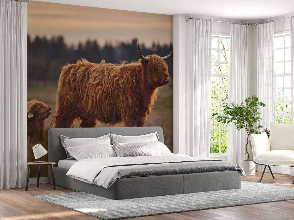 Highlanders scozzesi nel prato