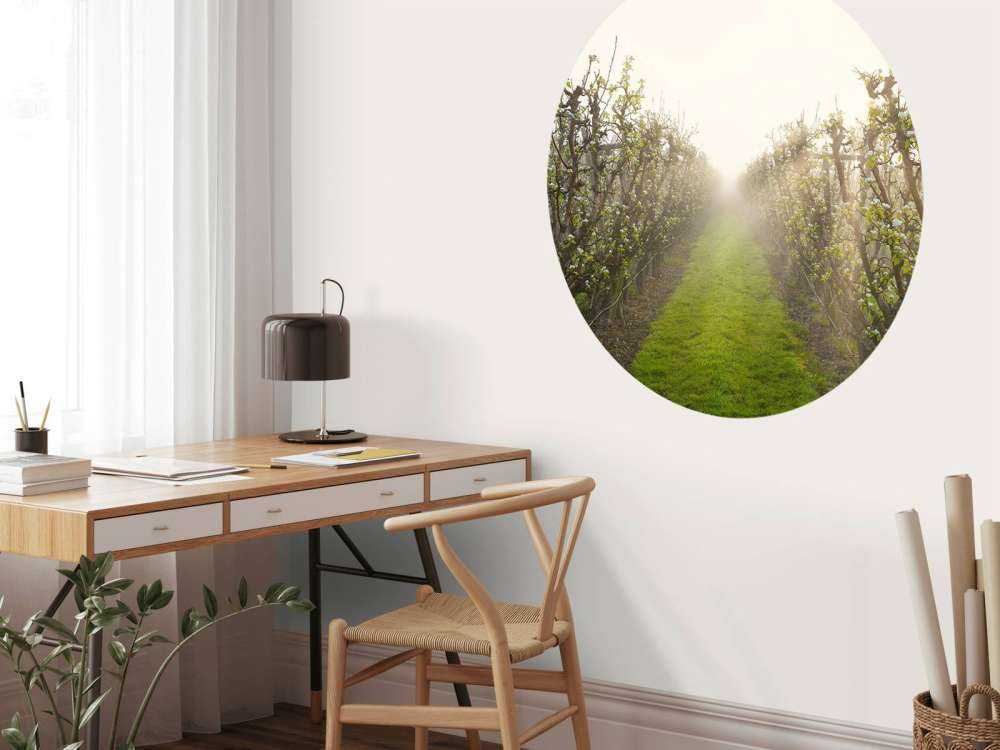 Fiori di pero nella nebbia