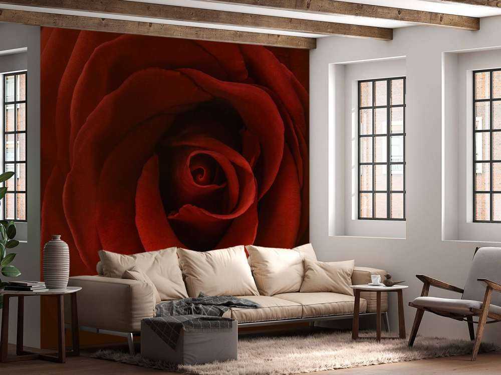 Rosa rossa da vicino