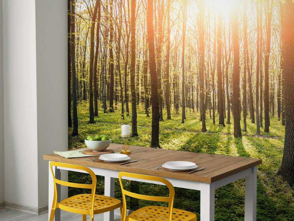 Sole serale in un bosco