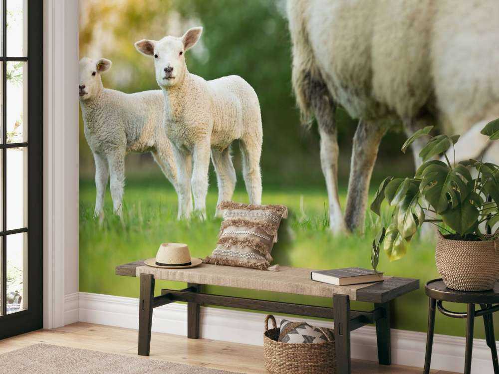 Madre pecora con agnelli