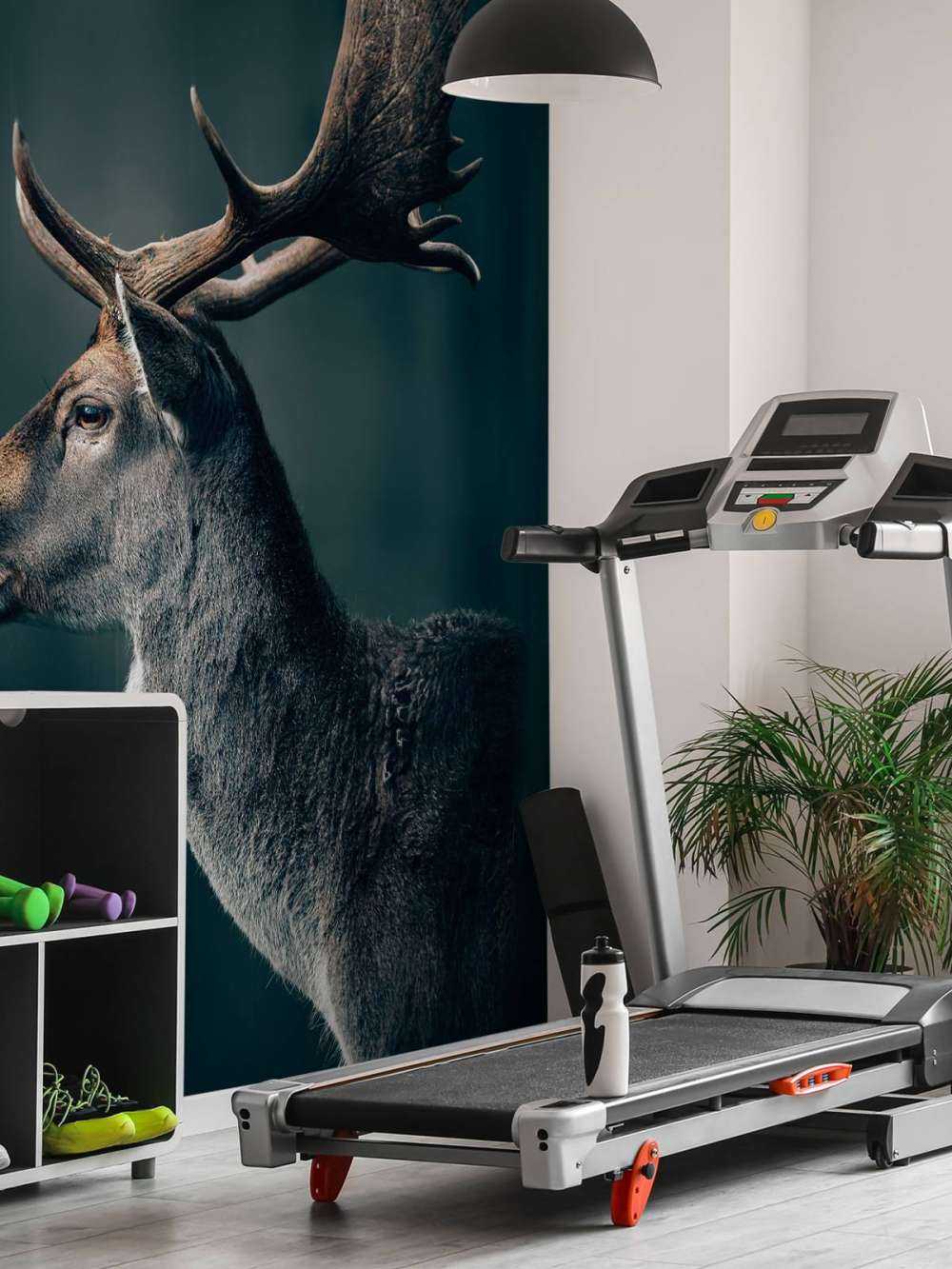 Cervo daino in primo piano