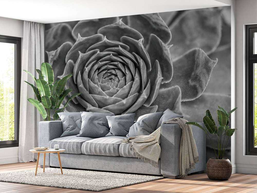 Succulento primo piano