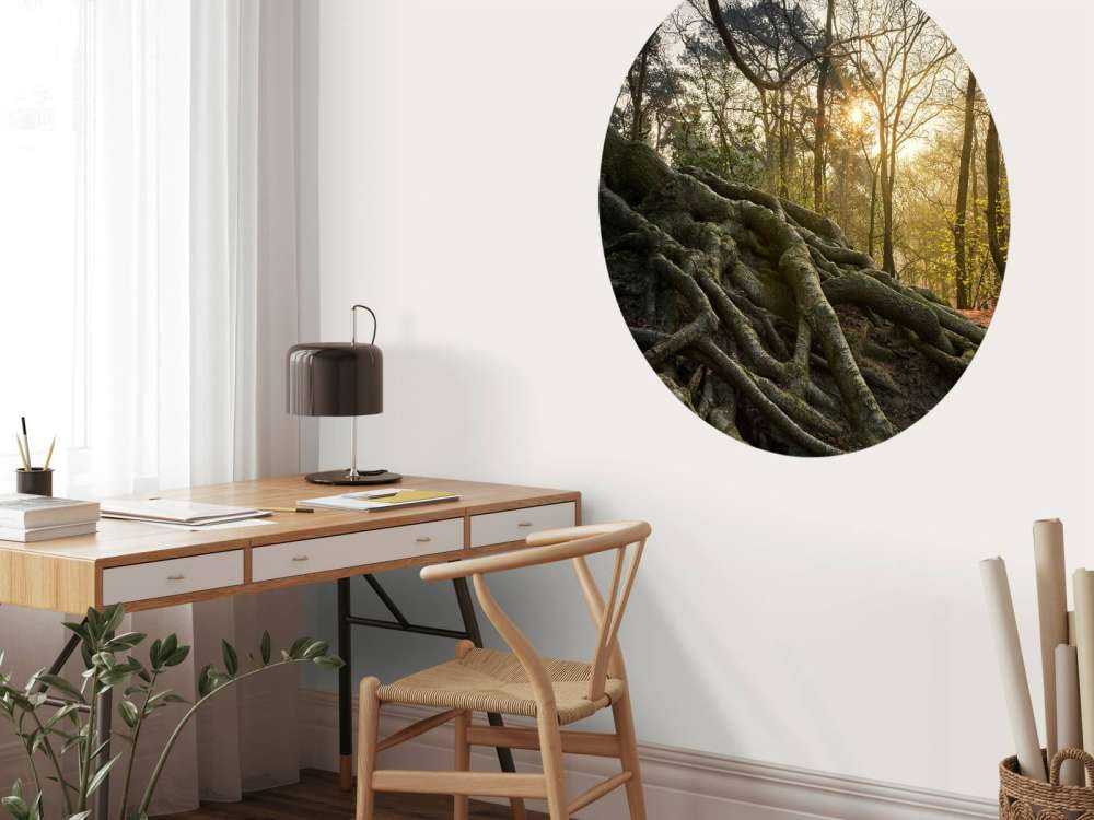 Radici dell'albero sopra il terreno