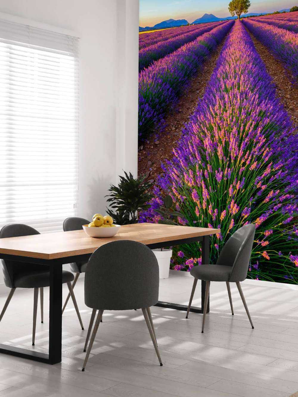 Lavanda alla luce del sole