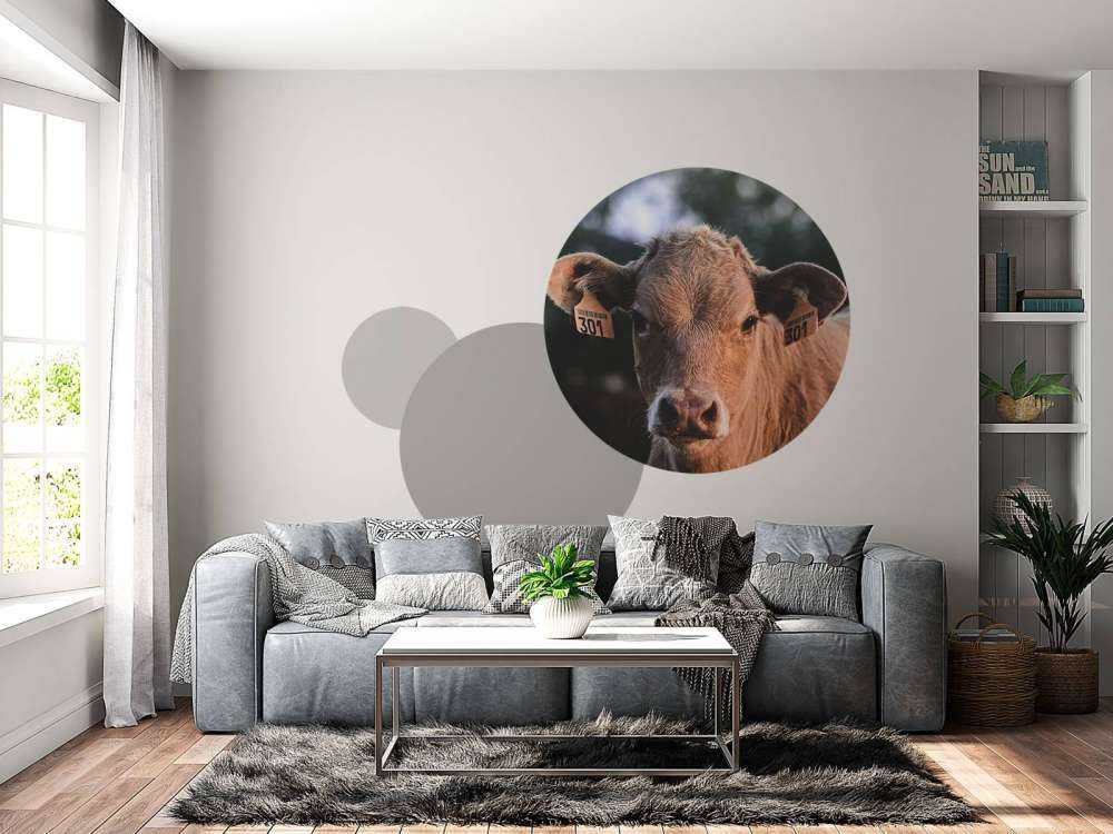 Mucca in primo piano