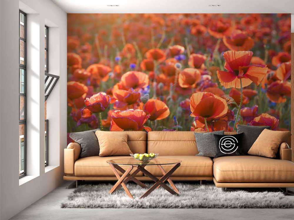 Papaveri alla luce della sera