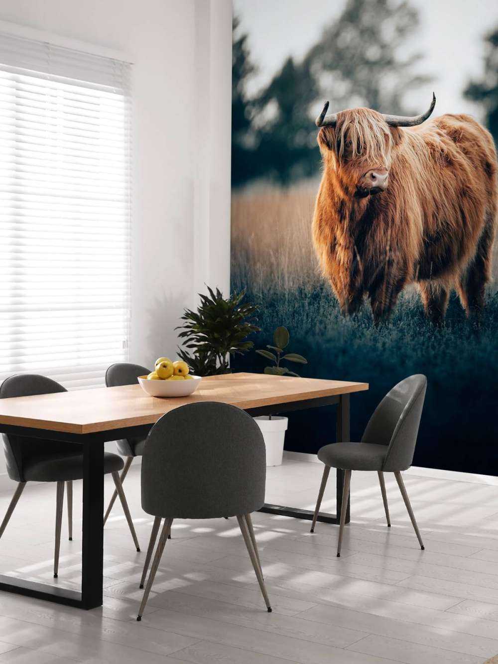 Ritratto di bovini delle Highland