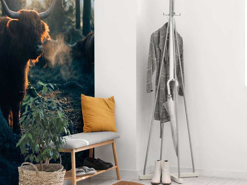 Highlander scozzese nella luce del mattino